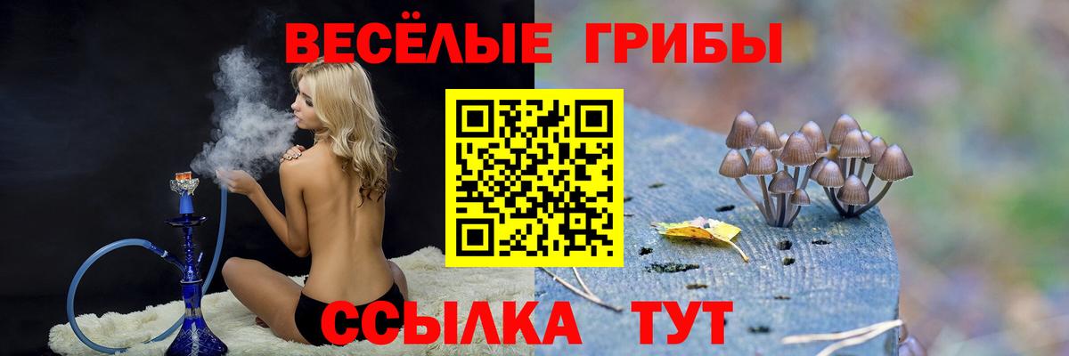 Галлюциногенные грибы Psilocybe Славгород